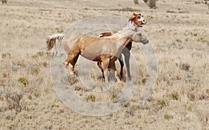 Hilarious Face Expression Funny Palomino Paint Horse Expression