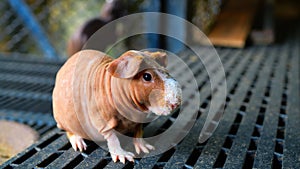 Hilarious Skinny Pig: Meet entertaining hairless guinea pig. Discover the joy of having a hypoallergenic pet as this