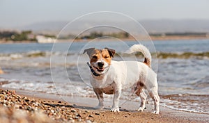 Hilariously funny dog standing on sea beach smiling and laughing photo