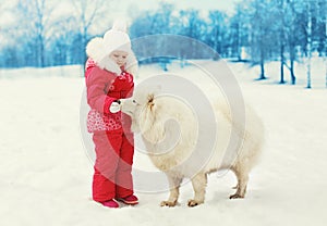 Ñhild feeding white Samoyed dog in winter