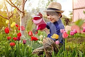 Ð¡hild in the garden watered flowers from a watering can in the summer. Kid gardener has fun working in the park in spring. A boy