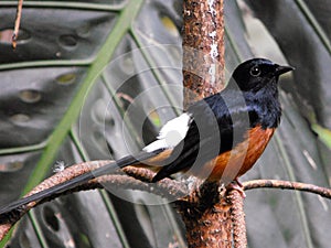 Hildebrandt`s Starling