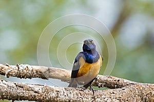 Hildebrandt`s Starling bird with bright glossy purple at Serengeti National Park in Tanzania, Africa photo