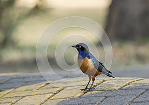 Hildebrandt`s Starling, Lamprotornis hildebrandti,  Masaimara photo