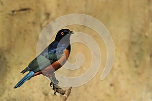 Hildebrandt starling photo