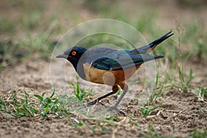 Hildebrandt starling crouching in profile on grass