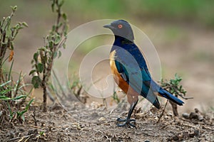 Hildebrandt starling stands facing left in profile photo