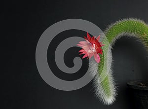 Hildewintera colademononis cactus flower blooming against black background