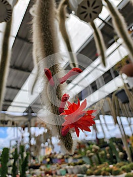 Hildewintera colademononis Monkey tail cactus is native to Bolivia.