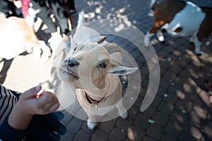 ÃÂ¡hildren feed goats