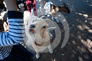 ÃÂ¡hildren feed goats