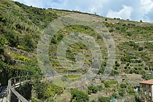 Vine hill above Manarola with path through it photo