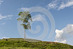 Colina de el cielo a un árbol 