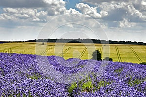 Hill Barn Farm, Snowshill, Worcestershire England UK, July 14 2018: lavender field in England UK