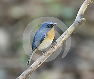 The Hill Blue Flycatcher (Cyornis banyumas)