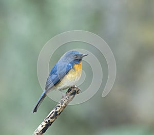 The Hill Blue Flycatcher (Cyornis banyumas)