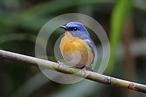 Hill blue flycatcher Cyornis banyumas Male cute birds of thailand