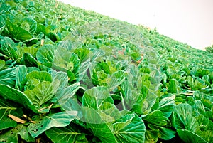 Hill of cabbage