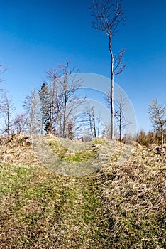 Hill covered by grass with isolated trees, pathway and clear sky