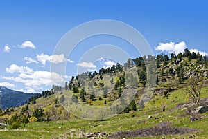 Hill Covered Sparsely with Pines