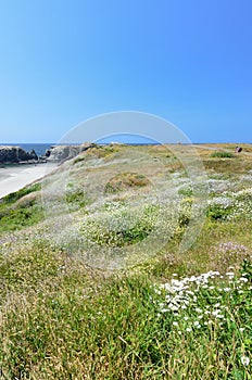 Hill Covered With Wild Flowers Overlooking Beach Bandon, Oregon USA