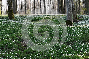 a hill covered with wood anemones