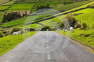 Hill of farm fields and cows in the Corvo island in Azores, Portugal