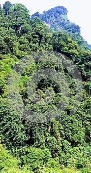 Hill flaora green Dhe tree