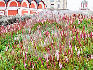 Hill with flowering alpine bistort in city park