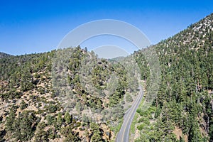 Hill Forest Road in Pine Trees