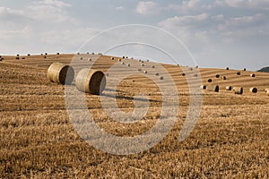 Hill full of haybales