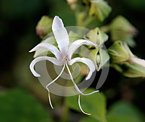 Hill Glory Bower (Clerodendrum infortunatum)