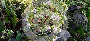 Hill glory bower clerodendrum viscosum plant and flowers stock