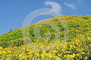 The hill of Mexican sunflower or Tung Bua Tong in Thai language at Mae Hong Son Thailand with blue sky