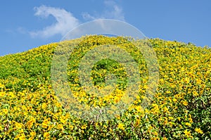 The hill of Mexican sunflower or Tung Bua Tong in Thai language at Mae Hong Son Thailand with blue sky