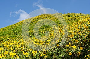 The hill of Mexican sunflower or Tung Bua Tong in Thai language at Mae Hong Son Thailand with blue sky