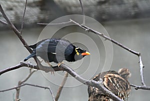 Hill myna photo