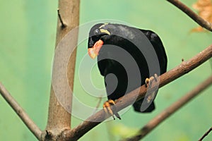 Hill myna photo