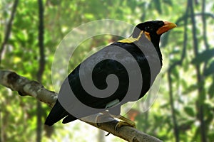 Hill Myna