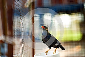 Hill myna or  bird in cage net foreground in detain or imprison life concept photo