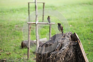 hill myna bird stand on cut tree trunk in Chatuchak park, Bangkok
