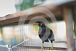 Hill myna or black bird in cage net foreground in detain or imprison life concept photo
