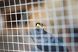 Hill myna or black bird in cage net foreground in detain or imprison life  concept