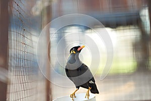 Hill myna or black bird in cage net  foreground in detain or imprison life concept photo