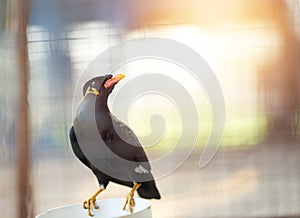 Hill myna or black bird in cage net  foreground in detain or imprison life concept