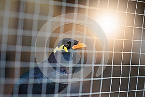 Hill myna or black bird in cage net foreground in detain or imprison  life concept