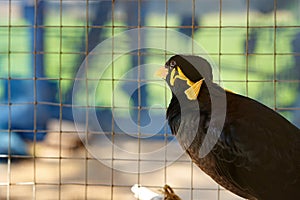 Hill myna in cage in alone prison detain or confine or democracy concept