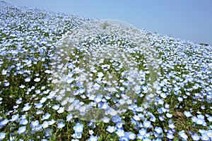 Hill of Nemophila photo