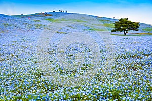 Hill of Nemophila flowers at Hitachi Seaside Park photo