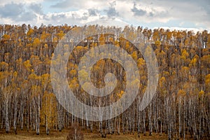 A hill overgrown with Russian white birches with half-fallen yellow foliage on a cloudy day in late autumn